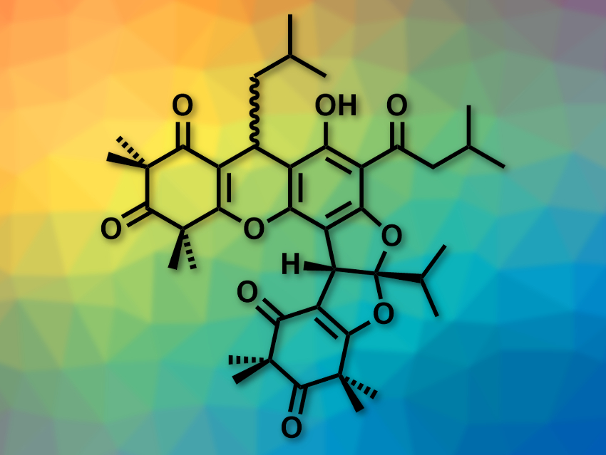 Total Syntheses of Tomentosones A and B