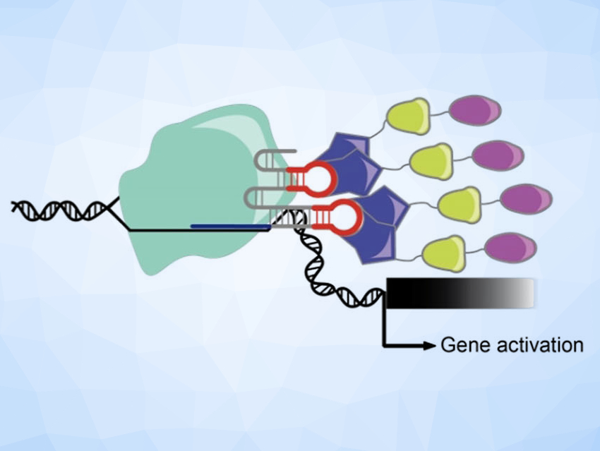 Light-Controlled Activation of Gene Expression