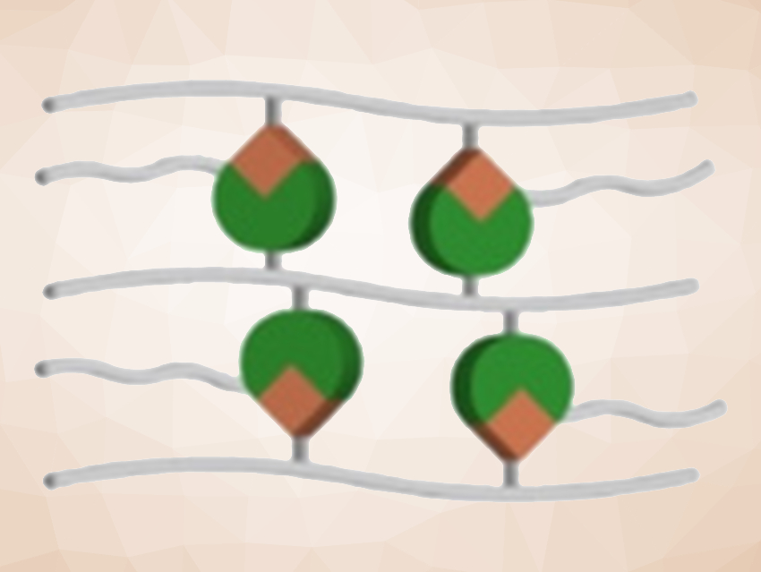 Load-Strengthening a Mechanochromic Polymer