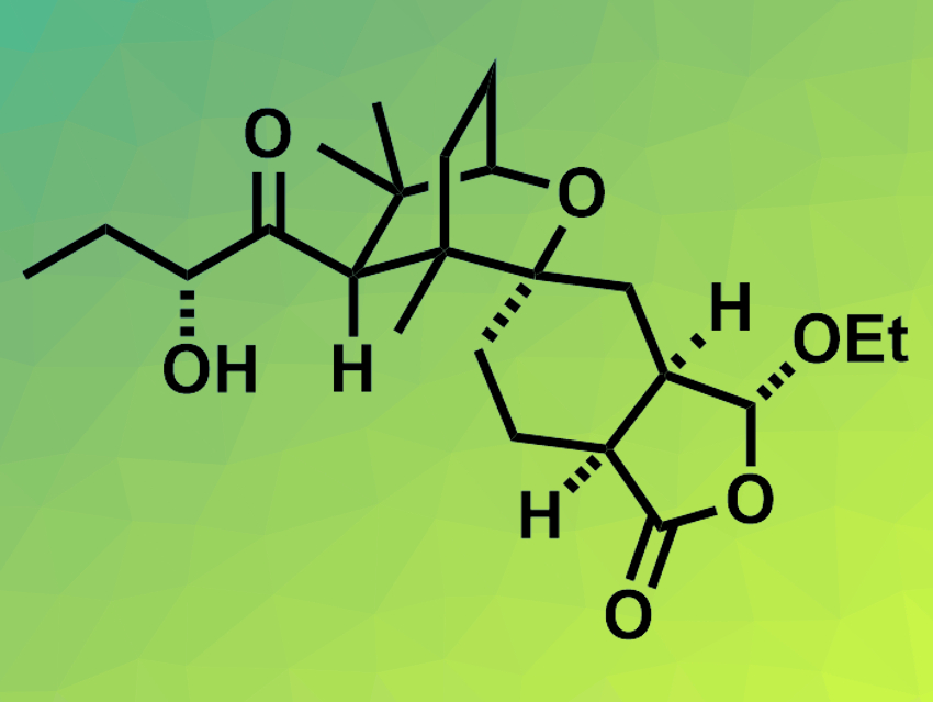 First Total Synthesis of Leonuketal