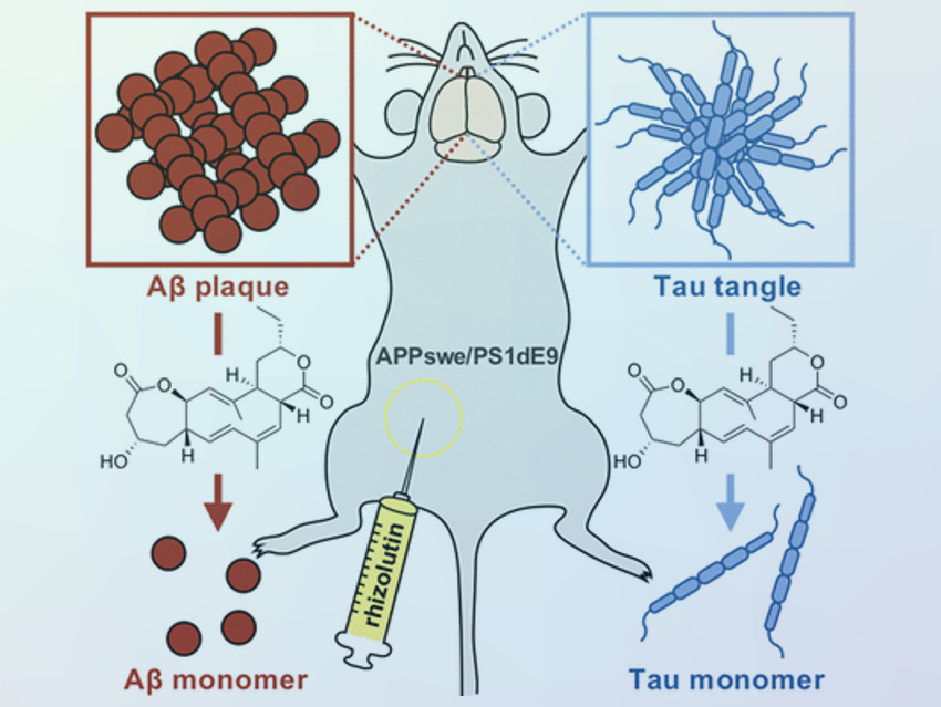 Root Bacterium to Fight Alzheimer's Disease