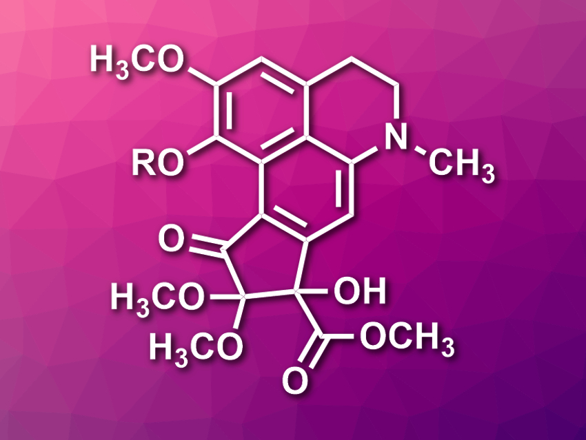 Total Syntheses of Dactylicapnosines A and B