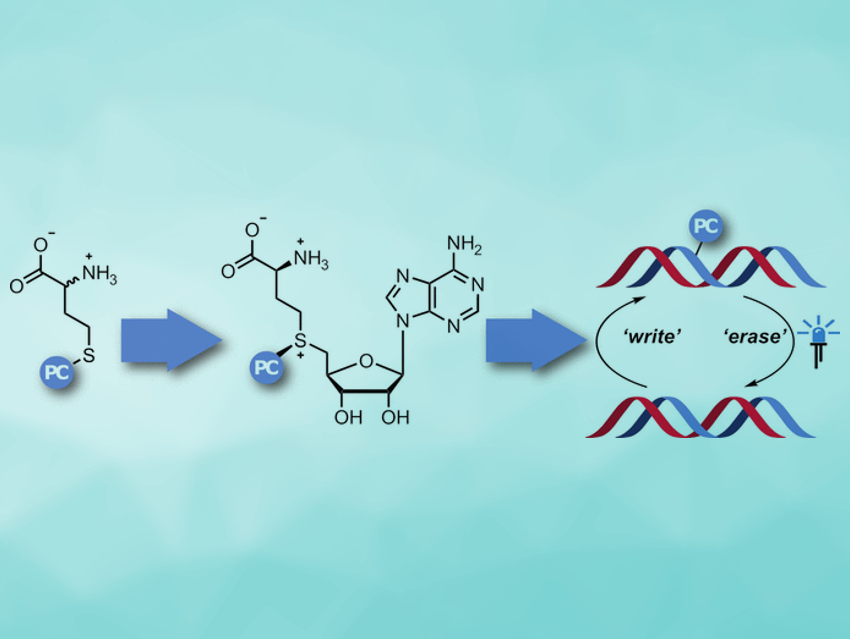 Defined Blockade of DNA Methylation Sites