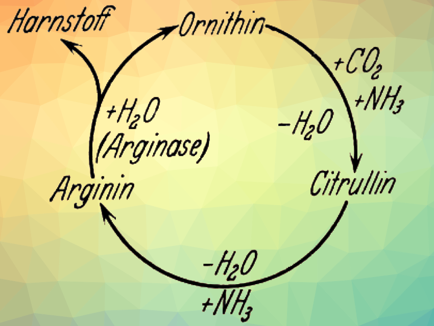 Sir Hans Adolf Krebs (1900 – 1981) – Part 2 - ChemistryViews