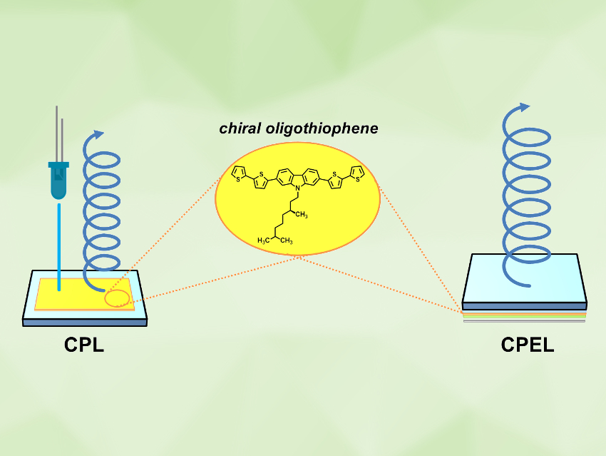 Chiral Oligothiophenes with Circularly Polarized Luminescence