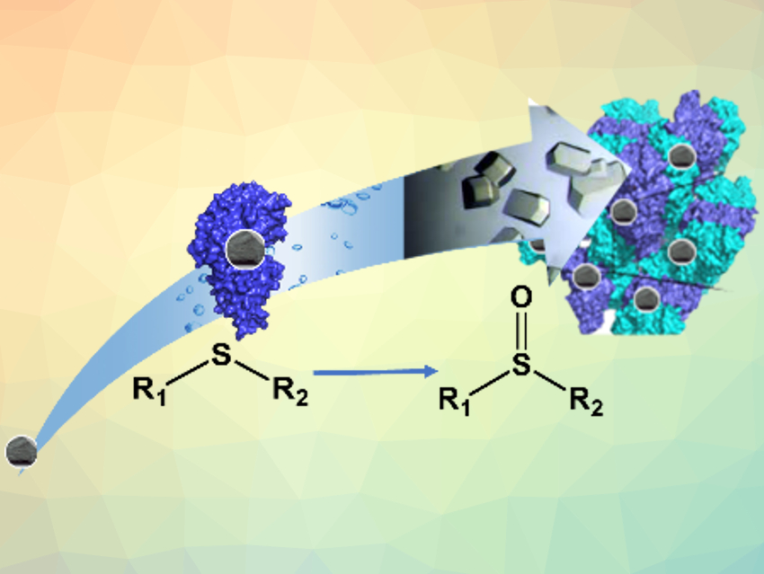 Solid Artificial Enzymes for Thioether Oxidation