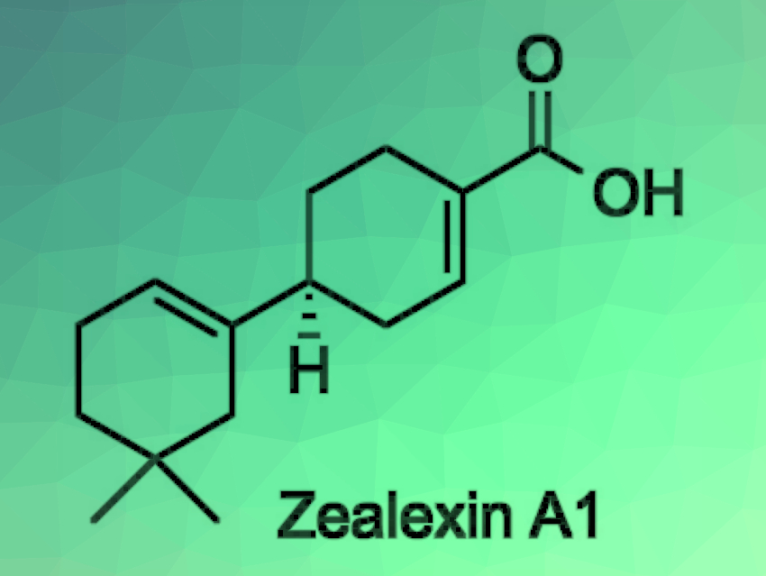 Synthesis of Zealexin A1