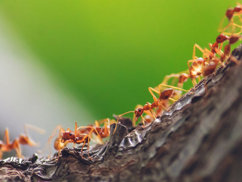 New Antifungal Agent Found in Ant Farms