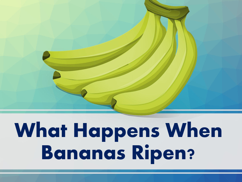 What Happens When Bananas Ripen?