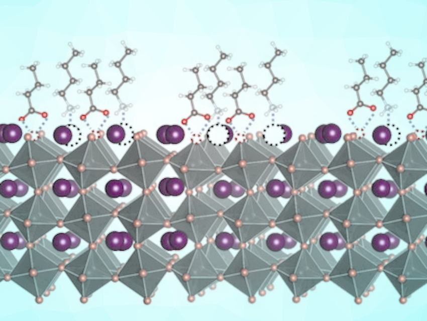 All-Organic Surface Modifiers for Perovskite Solar Cells