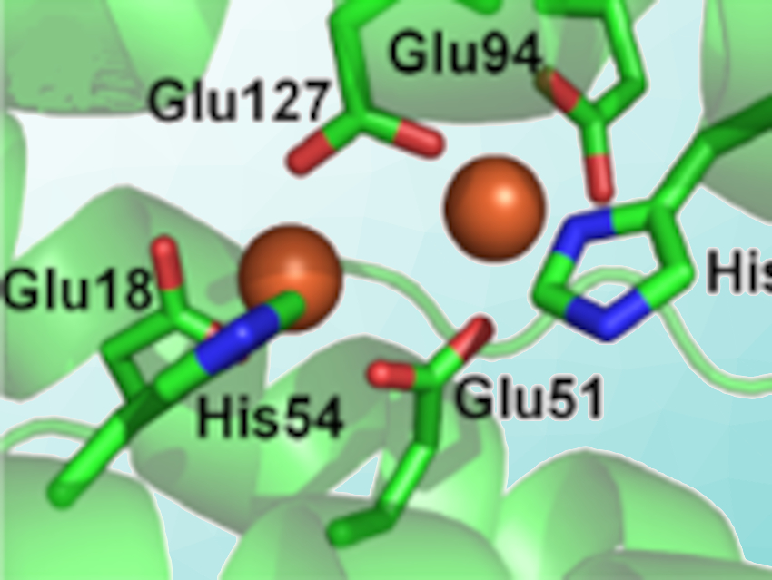 Ferritin for H2O2 Detoxification