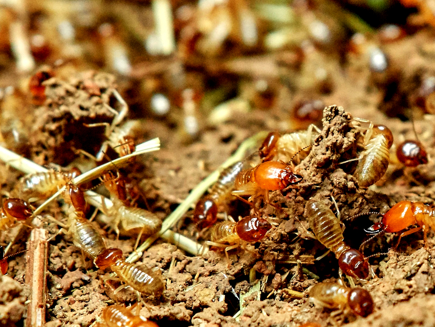 Termite Gut Microbes Useful in Biofuel Production