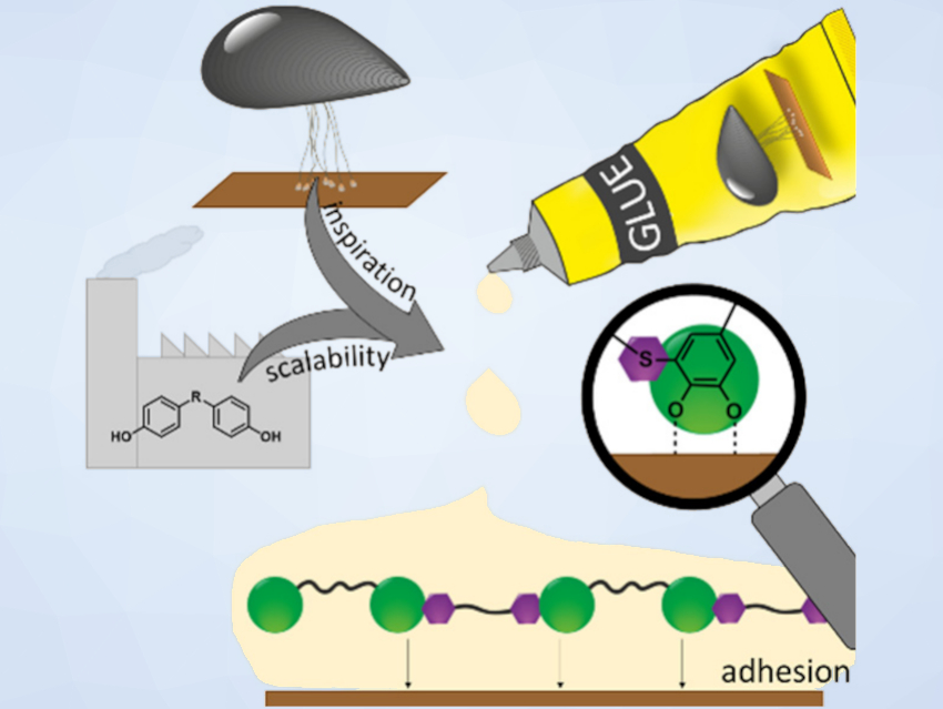 Mussels Inspire New Adhesive Polymers