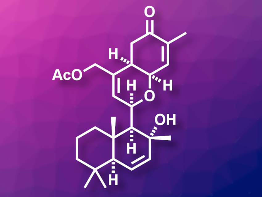 Concise Synthesis of Ansellone A