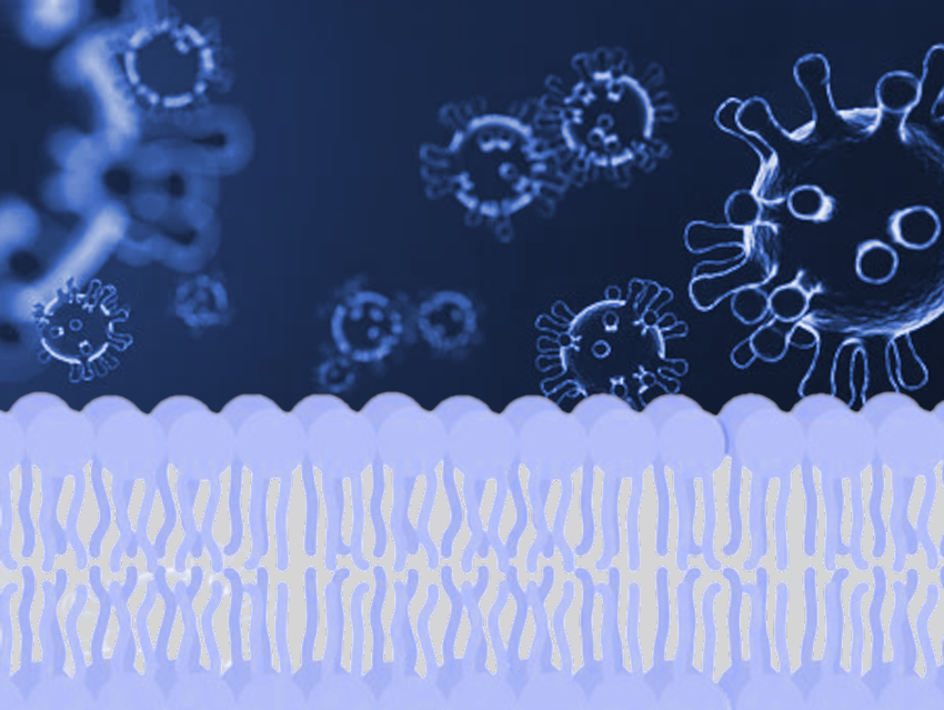 Membrane-Based ACE2-Rich Nanoparticles against COVID-19