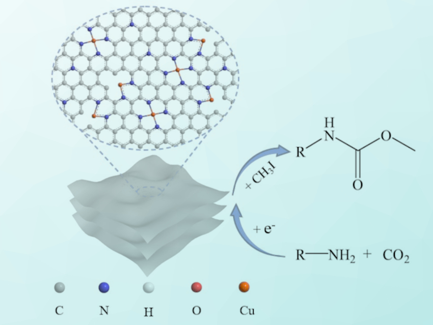 Electrocatalytic Synthesis of Carbamates from CO2