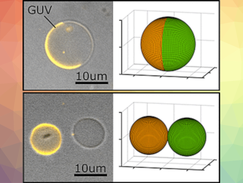 A Divided Cell is a Doubled Cell