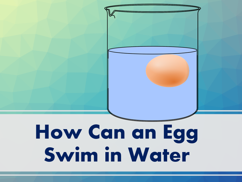 How Can an Egg Swim in Water?