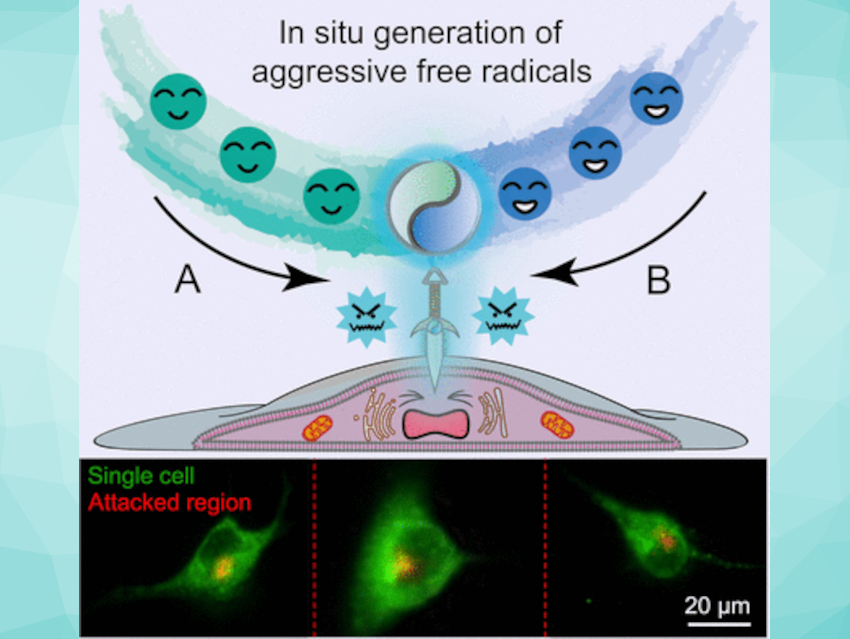 Radical Attack on Live Cells