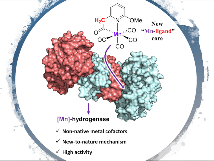 Cooperative Catalysis in Semi-Synthetic Enzymes