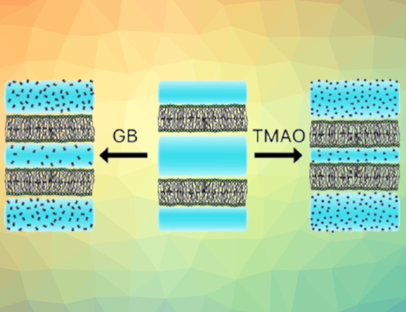 How Osmolytes Influence Lipid Bilayers