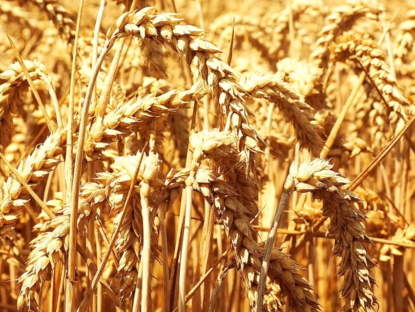 Hybrid Wheat Seeds for European Markets