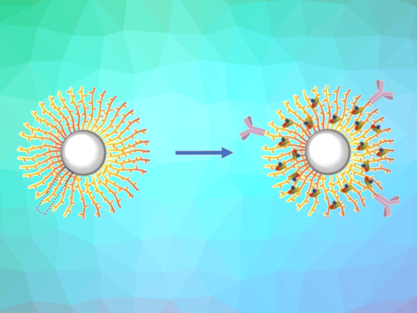 Anti-Cancer Proteins Protected by Nanobrushes