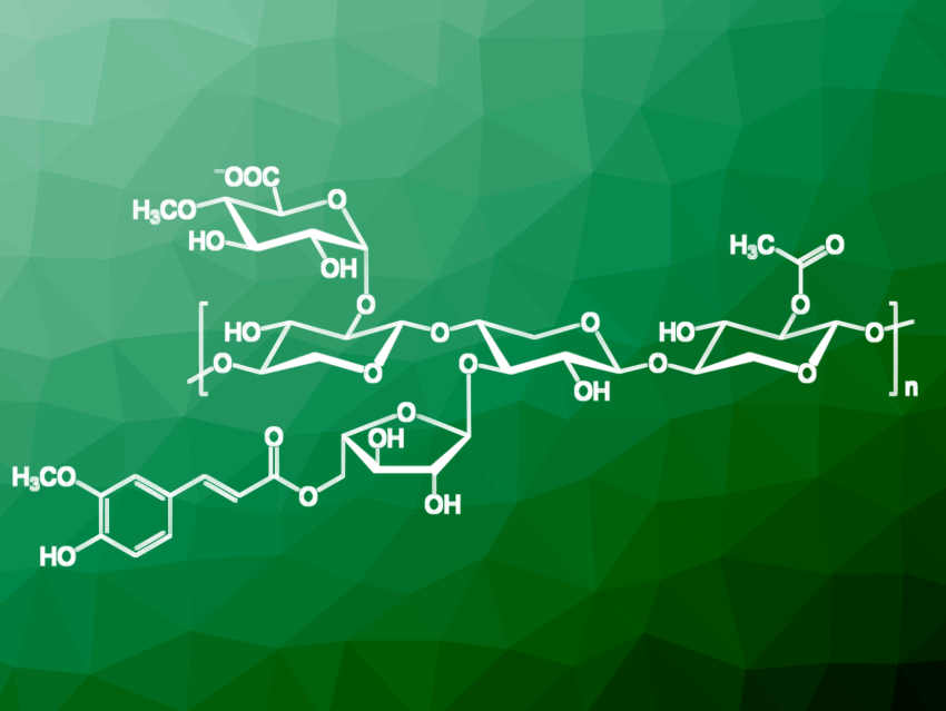 EnXylaScope Project on Debranched Xylan