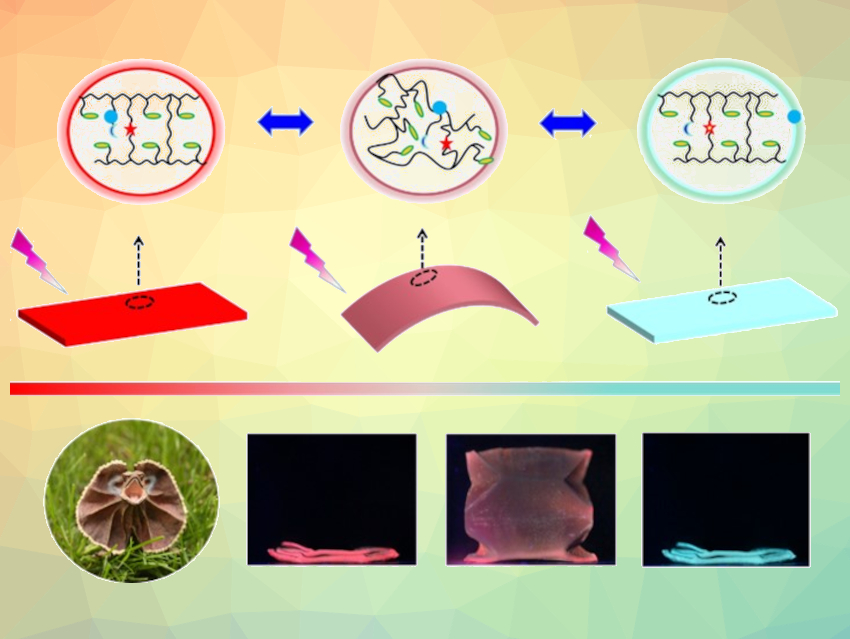 Color- and Shape-Changing Bionic Materials