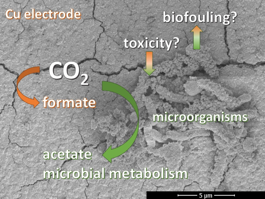 Microorganisms and Copper Work Together in the Conversion of CO2