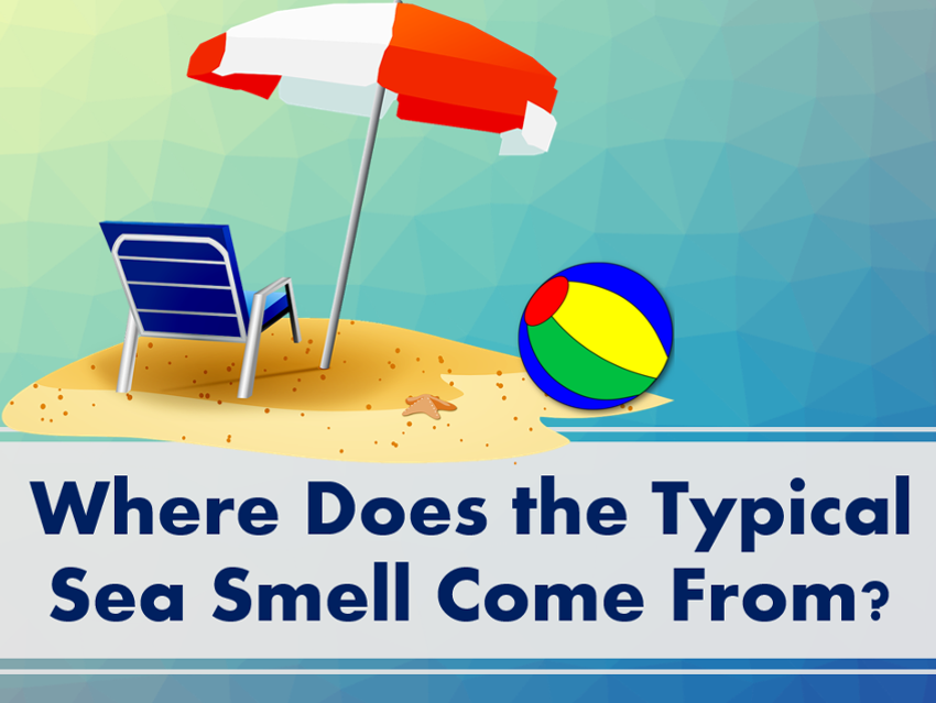 Where Does the Typical Sea Smell Come From?
