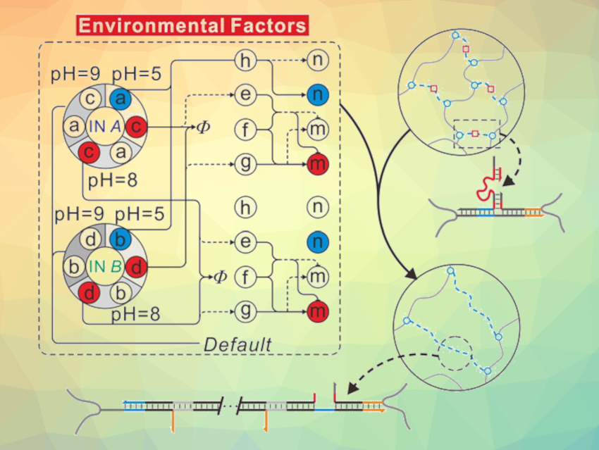 DNA Circuits