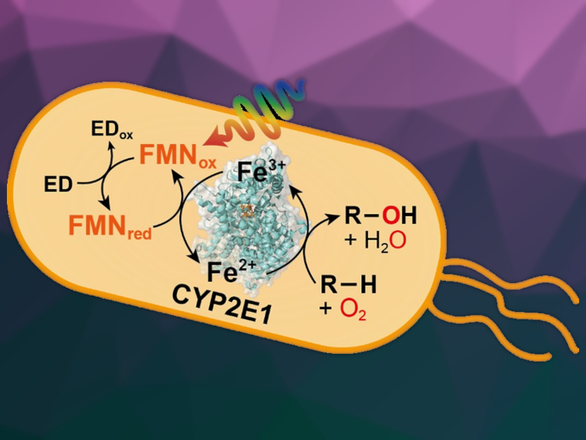 Solar-Powered Whole-Cell P450 Catalysis