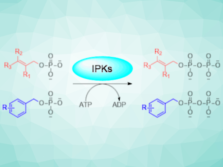 Substrate Promiscuity of Isopentenyl Phosphate Kinases Studied