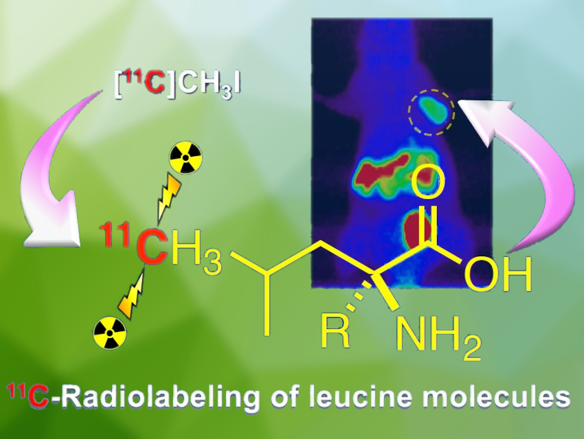 Leucine PET Probes for Tumor Imaging