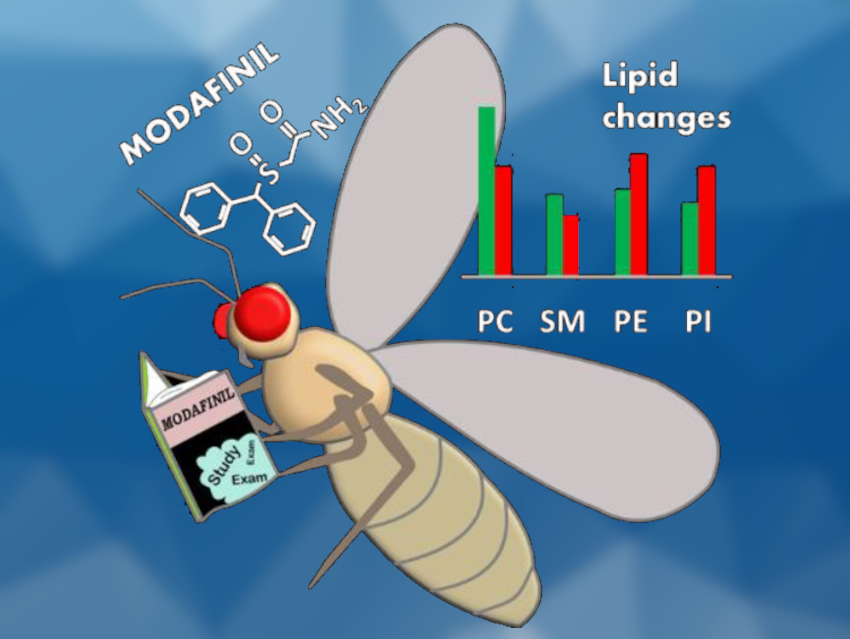 Cognition-Enhancing Drug Influences Brain Lipids