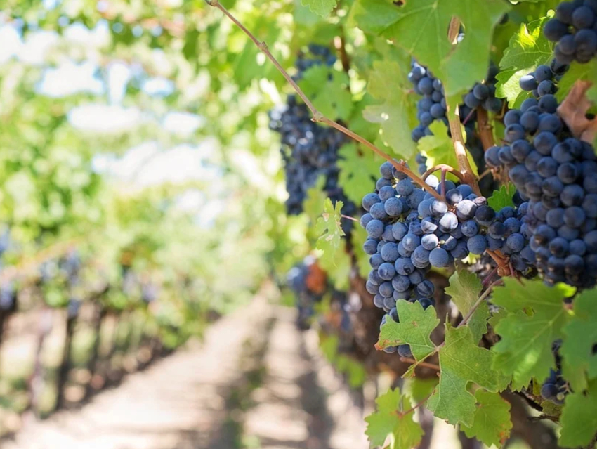 Ripening Speed of Grapes Can Influence Wine Taste