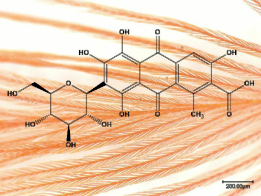 New Feather Biopigment Discovered Using SERS