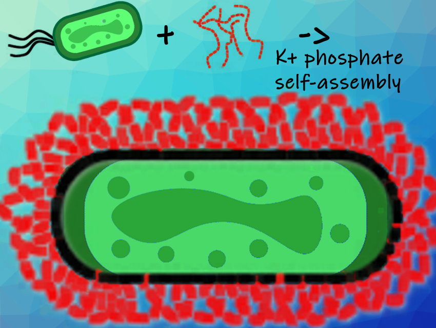 Efficacy of Probiotics Improved by Simple Coating Strategy