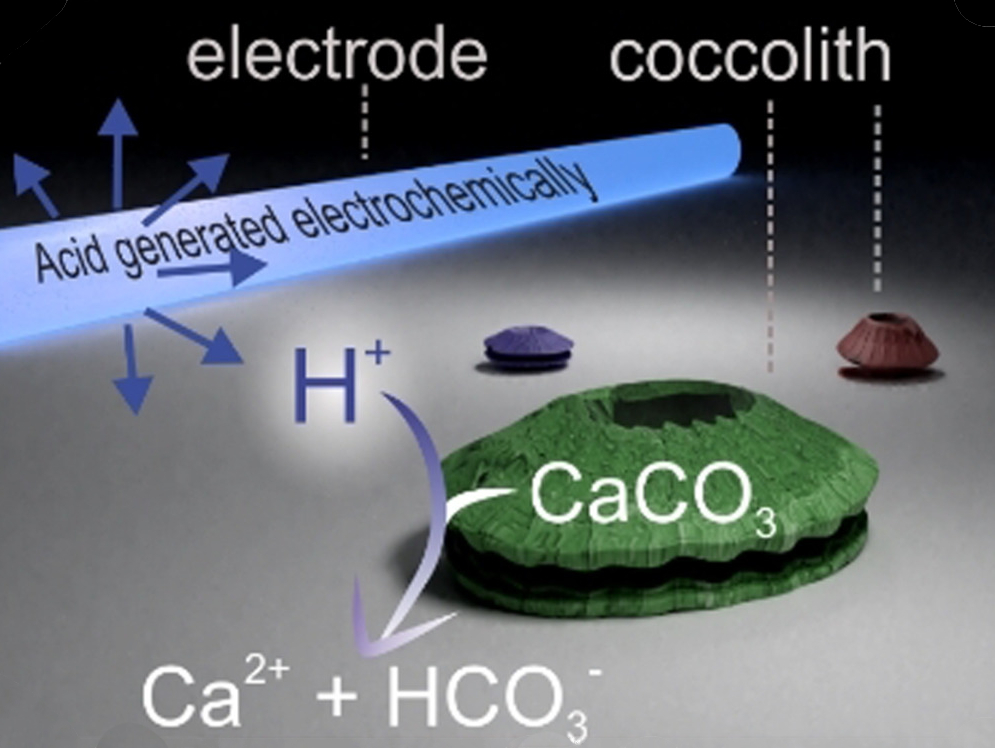 Opto-Electrochemical Quantification of Plankton