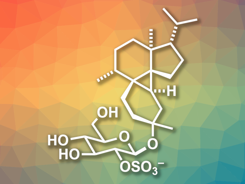 Total Synthesis of Peyssonnoside A