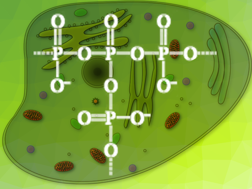 Branched Polyphosphates in Living Cells