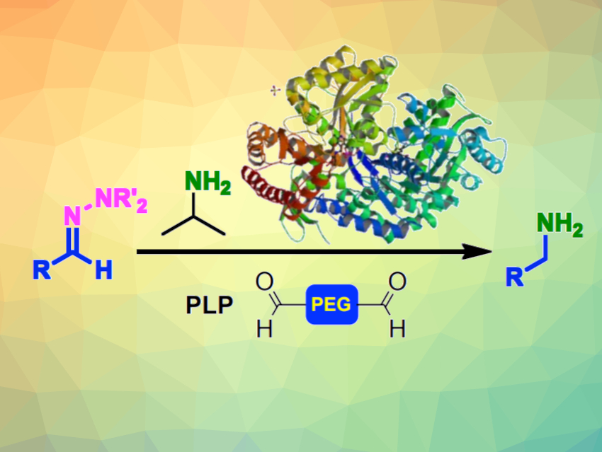 Direct Conversion of Hydrazones to Amines using Transaminases