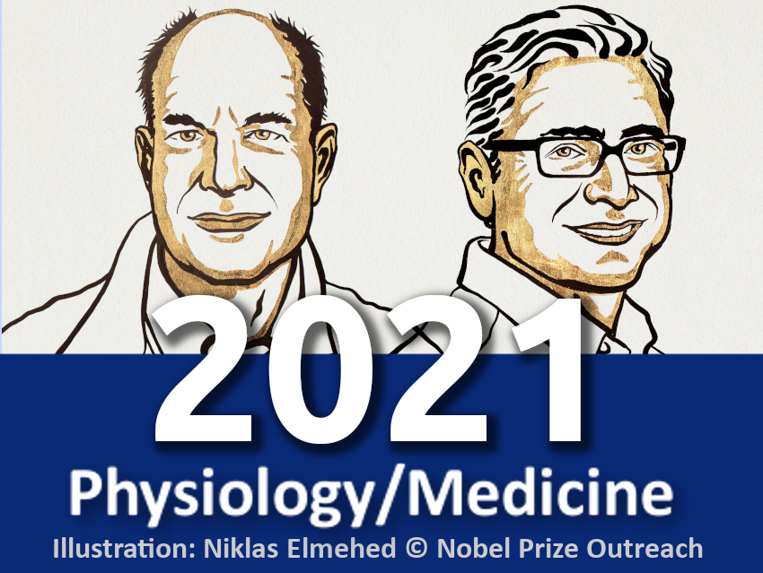 Nobel Prize in Physiology or Medicine 2021