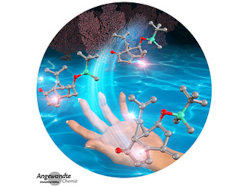 Angewandte Chemie 43/2021: Image Inside