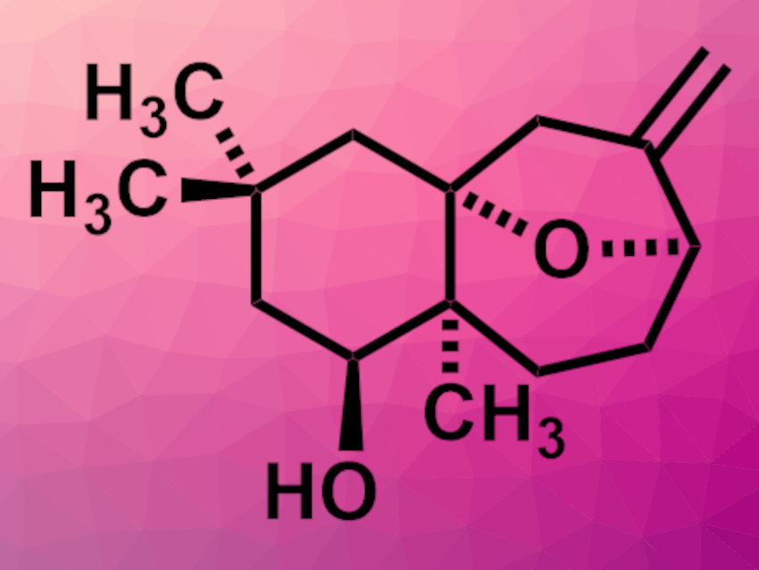 Enantioselective Total Synthesis of (+)-Toxicodenane A