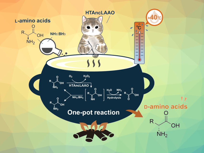 Hyper‐Thermostable Enzyme for Amino Acid Deracemization