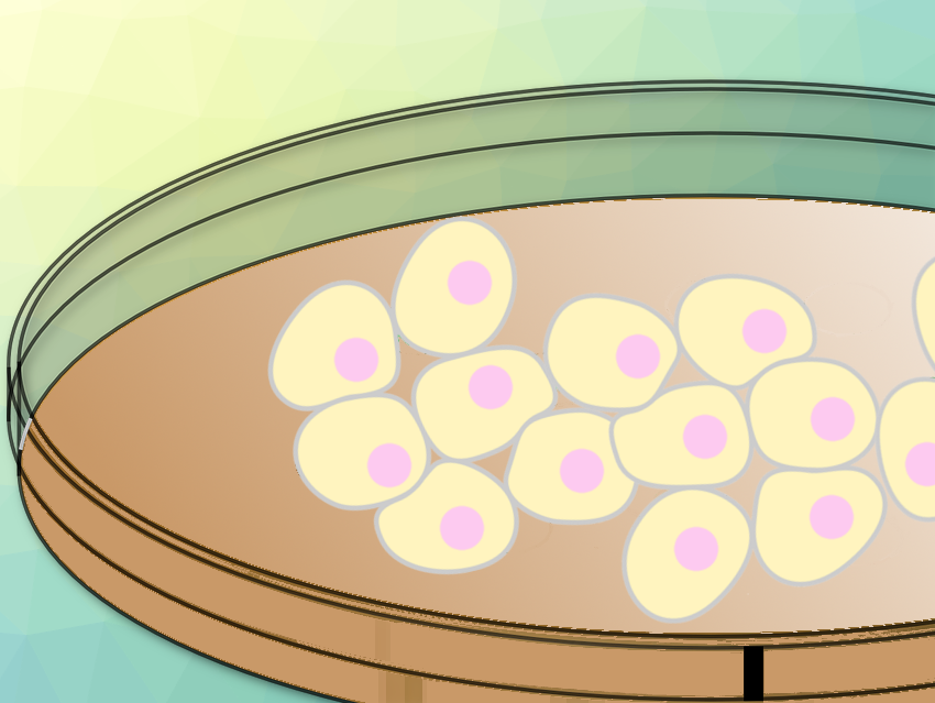 Phospholipid Nanocarriers Modulate Cell Migration