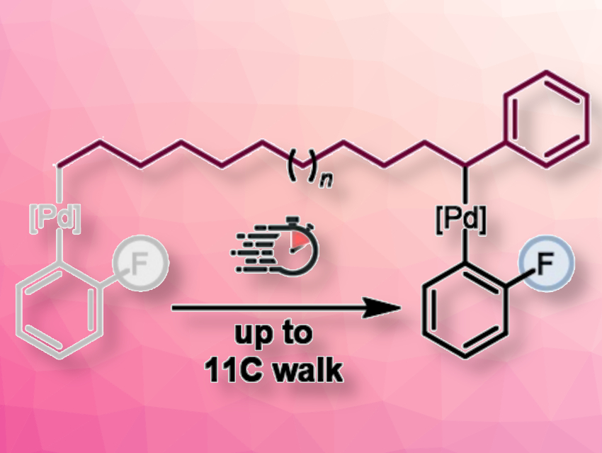 Remote Arylation Using a Palladium Dimer