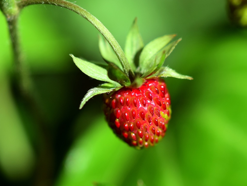 Wild Strawberry Flavor Produced by a Fungus